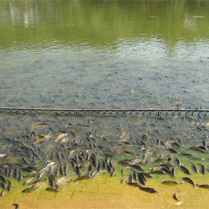 Рыбы в озере Ревалсар